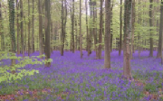 forest.JPG